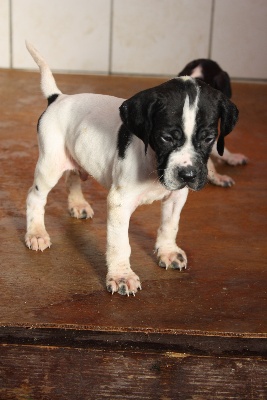 Du clos de la berruguette - Petits chiots sont nés..!!