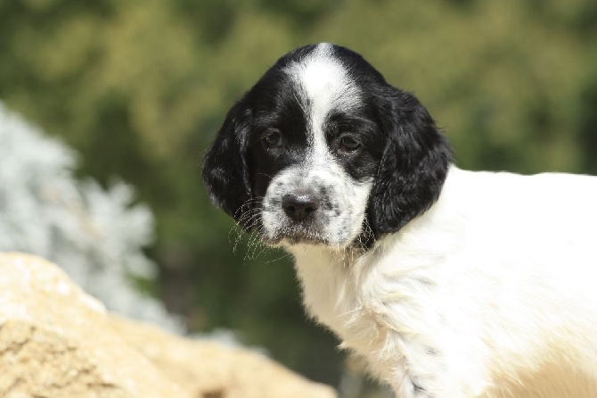 Du clos de la berruguette - Chiots de Veneno