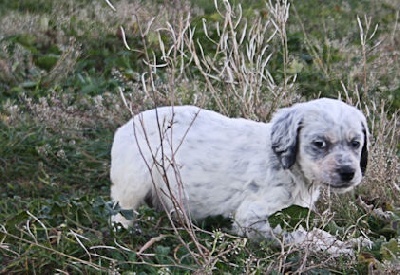 Du clos de la berruguette - Album des chiots de Veneno