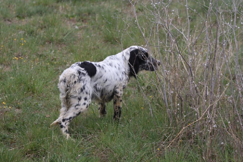 Indy Du clos de la berruguette