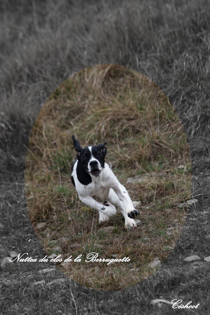 Nuttea Du clos de la berruguette