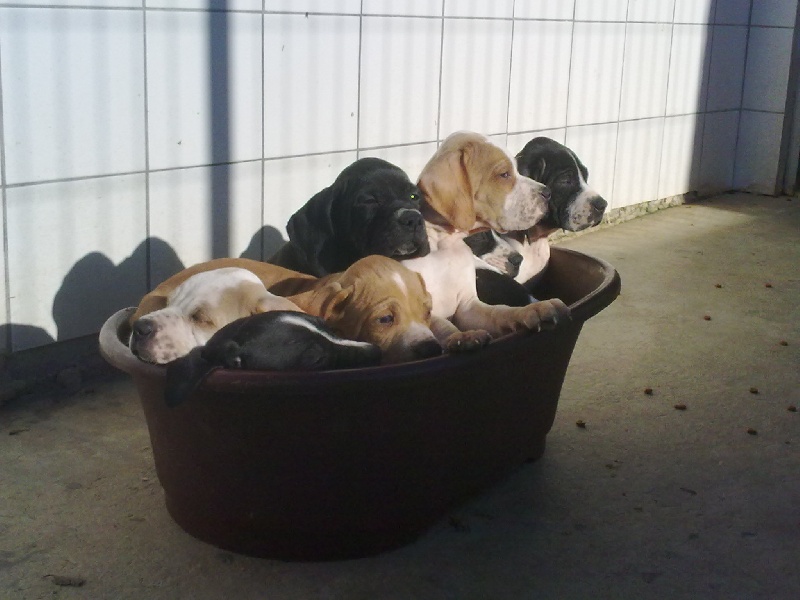 chiots diapo X del monté