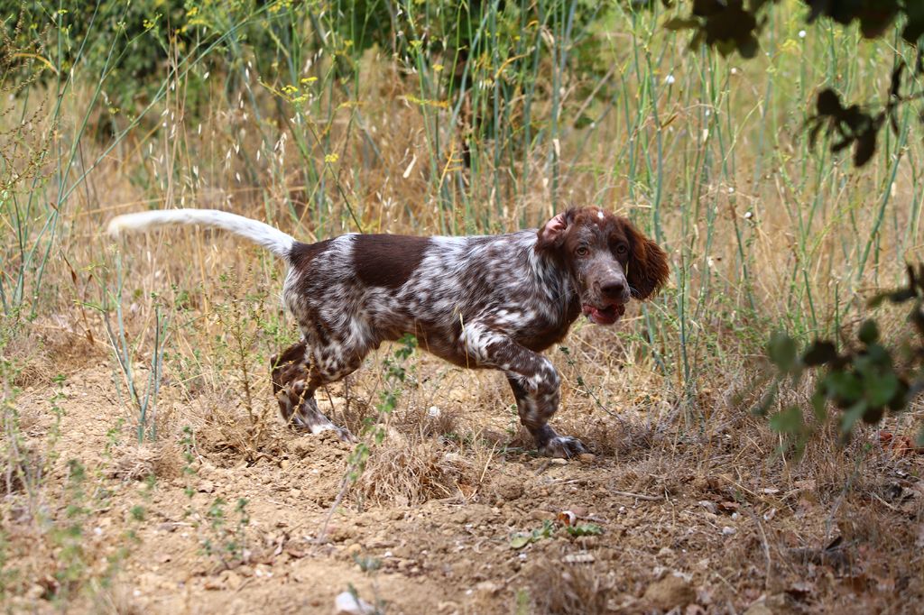 Du clos de la berruguette - Chiots disponibles - Setter Anglais