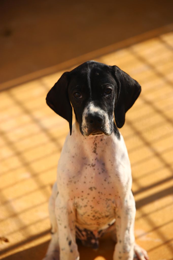 Du clos de la berruguette - Chiots disponibles - Pointer