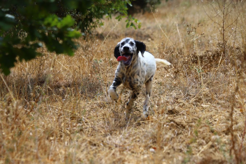 Du clos de la berruguette - Chiots disponibles - Setter Anglais